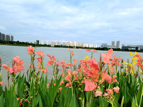 黄菖蒲花