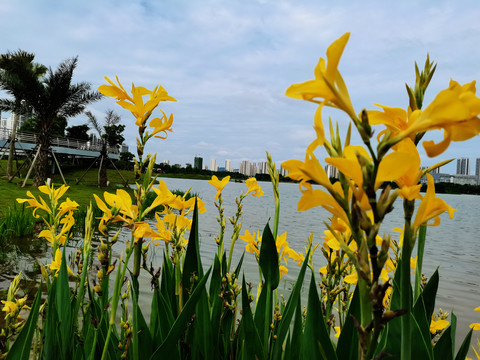 黄菖蒲花