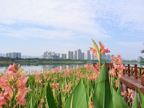 黄菖蒲花