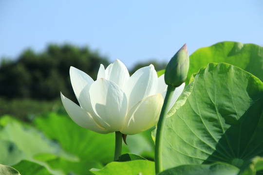 夏季荷花素材背景