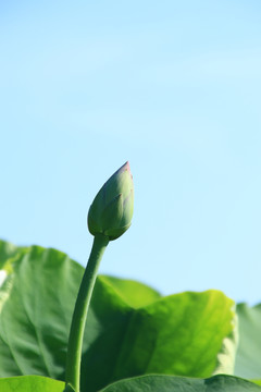 夏季荷花素材背景