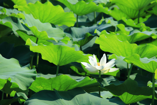 夏季荷花素材背景