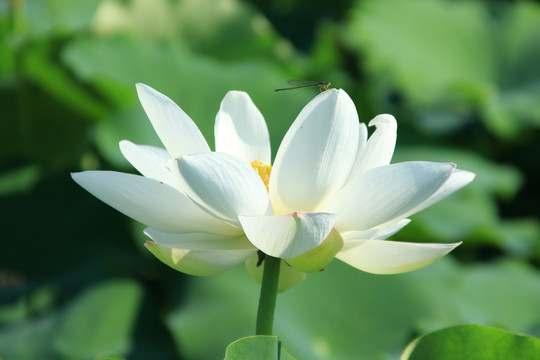 夏季荷花素材背景