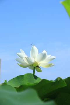 夏季荷花素材背景