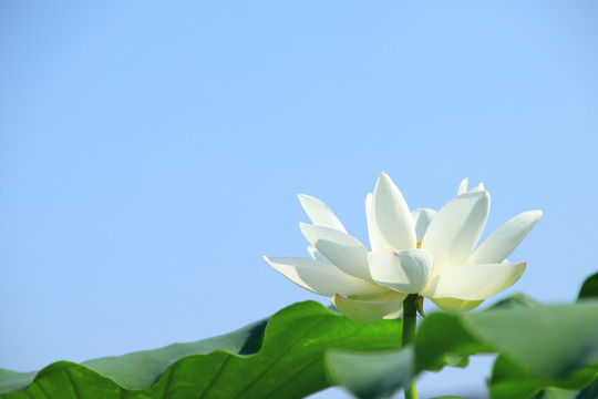 夏季荷花素材背景