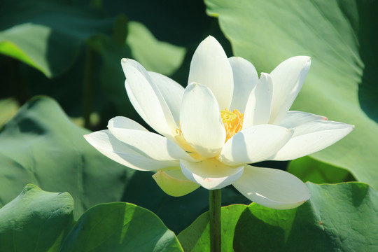 夏季荷花素材背景