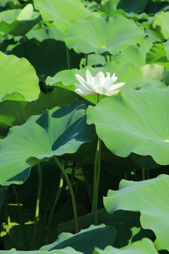 夏季荷花素材背景