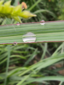 草叶水珠晶莹剔透