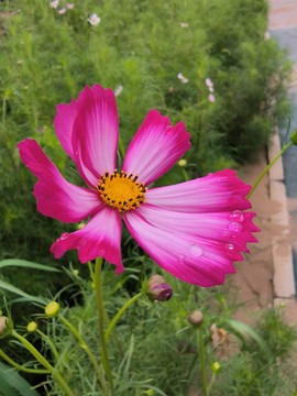 雨后格桑花波斯菊