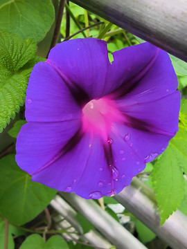 雨后牵牛花