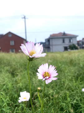 格桑花