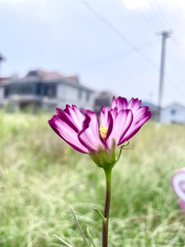 波斯菊