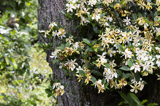 野外的山茶花