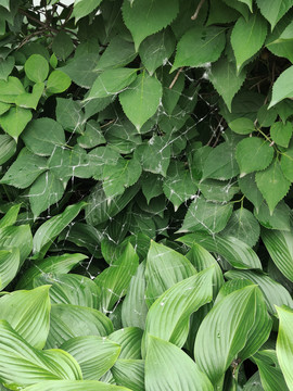 绿色上的蜘蛛网