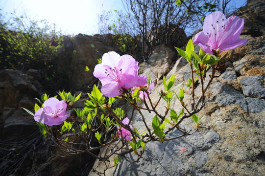 野生杜鹃花