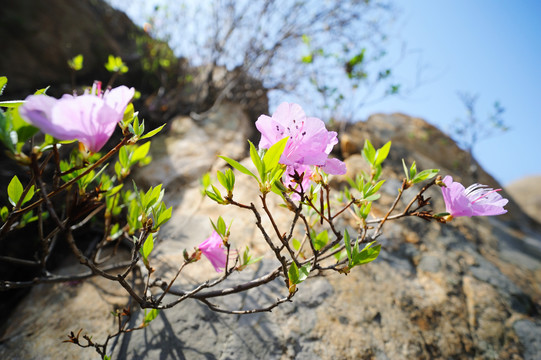 干柴花