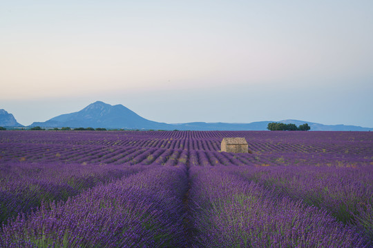 法国普罗旺斯薰衣草花田美景