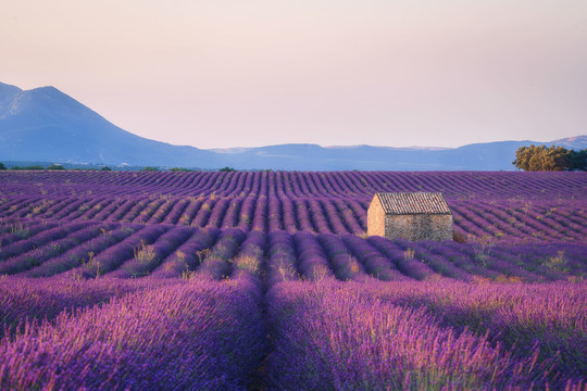 法国普罗旺斯薰衣草花田美景