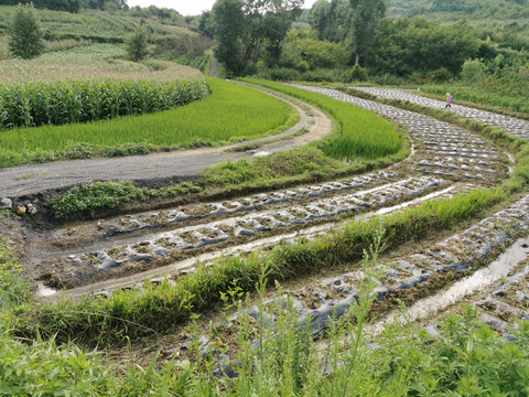 田间小路