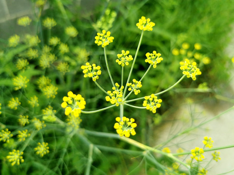 茴香花籽