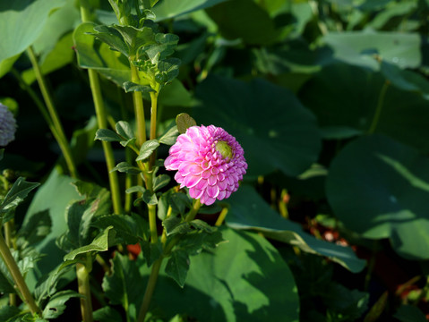 大丽花