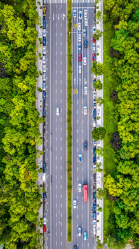 天津道路两侧树林密集