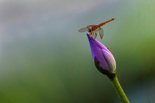 荷花蜻蜓