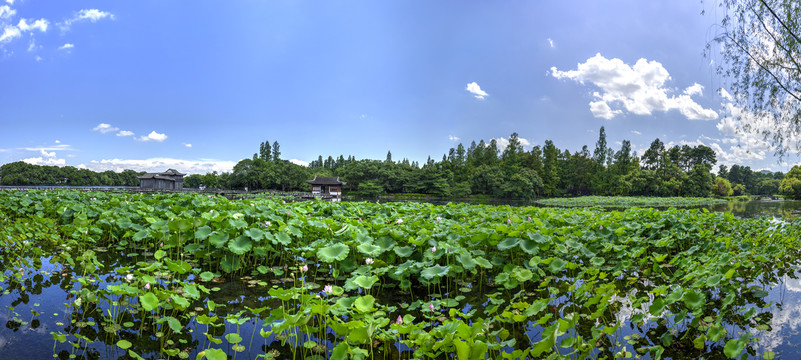 杭州曲院风荷荷塘大幅全景