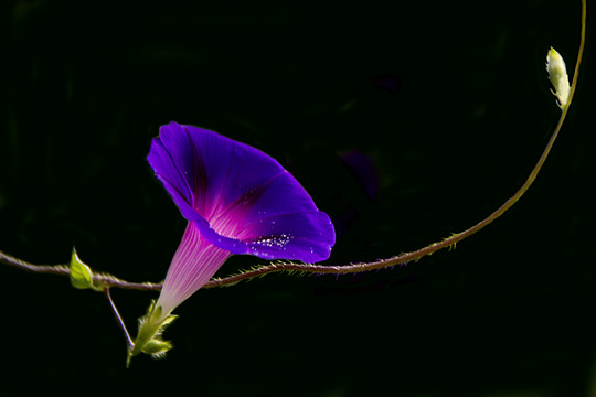 牵牛花