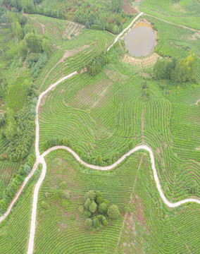 田园风光茶园