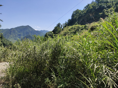 大山的绿化