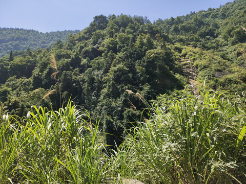 大山的绿化