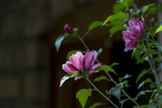 高清紫色木槿花