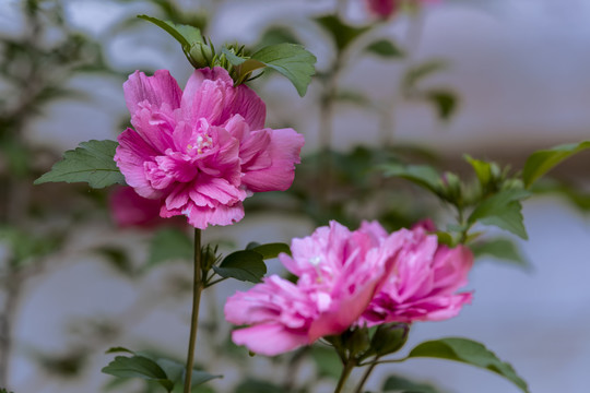 红色木槿花图片