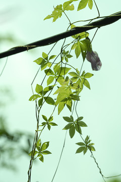 牵牛花藤条