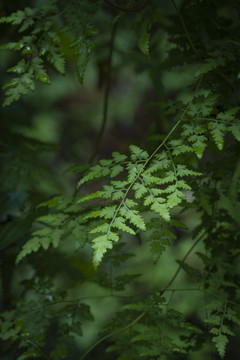 蕨类绿植物