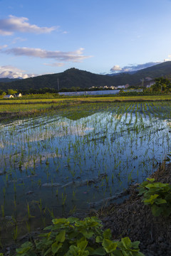 稻田风光