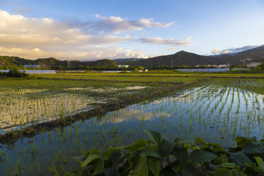 稻田风光