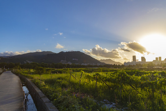 清晨田野