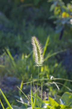 狗尾巴草