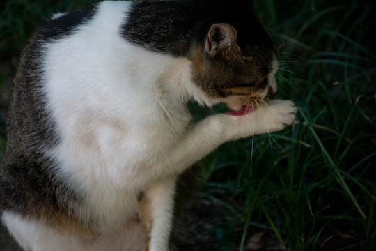 洗手的猫