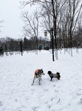 雪天狗狗