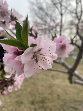 桃花