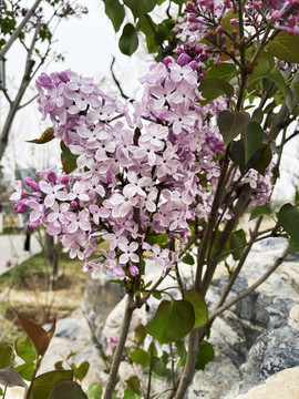 丁香花