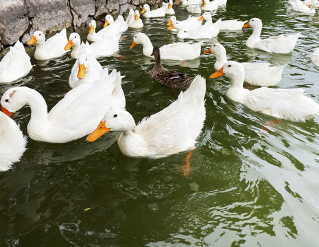 一群大白鸭