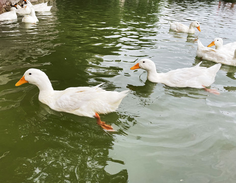 一群大白鸭散养鸭子