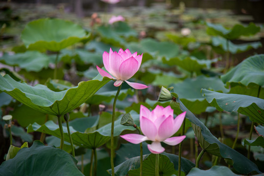 深圳洪湖公园荷花