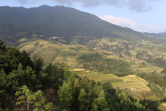 梯田水稻