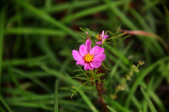 格桑花