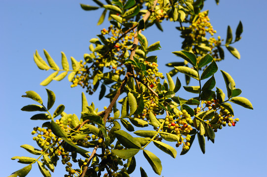 花椒树枝